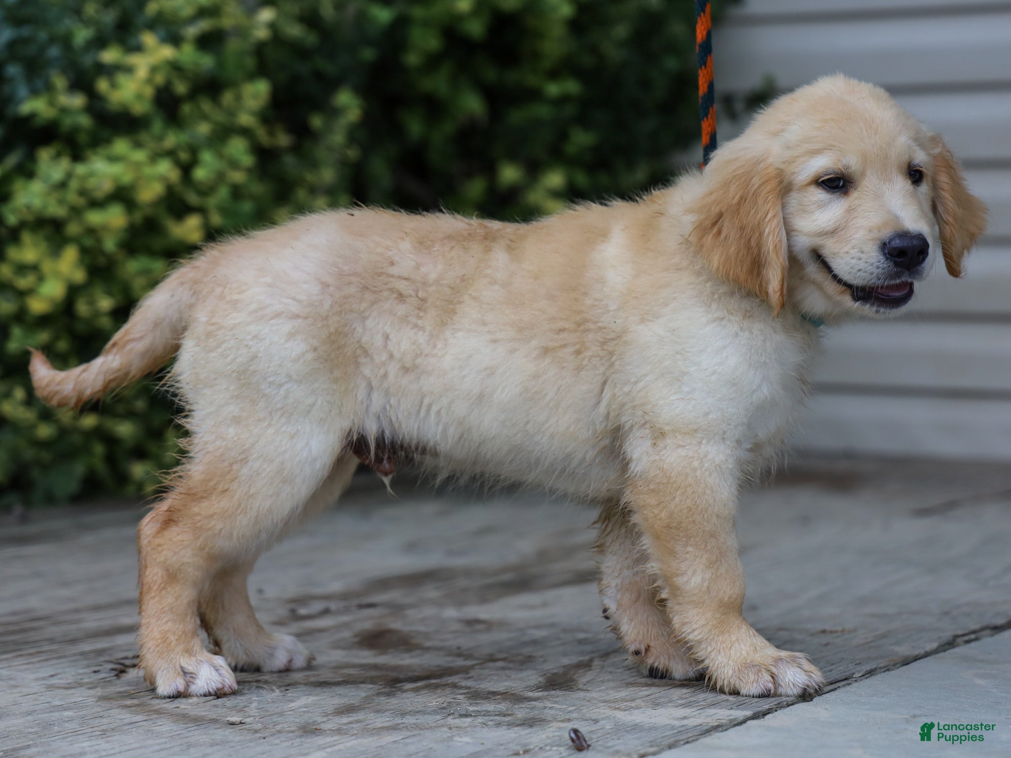 Golden Retriever dogs Ansel ACA Golden Retriever Pup - Ad 2
