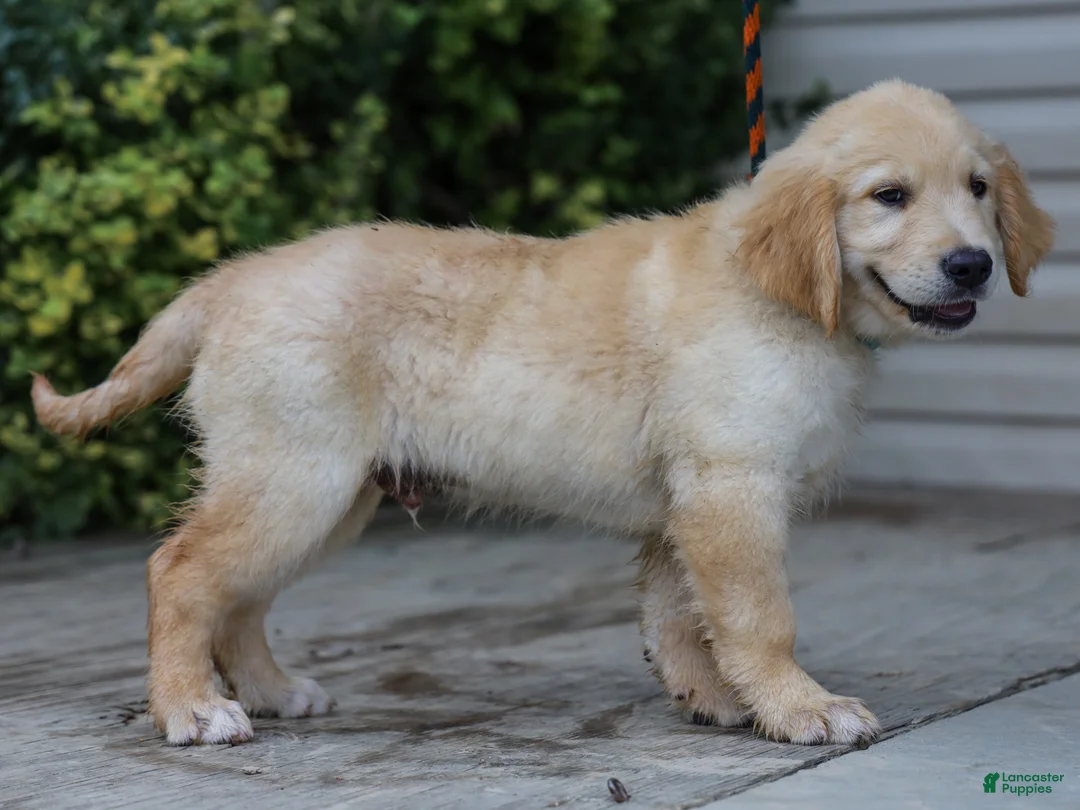 Golden Retriever dogs for sale: Ansel ACA Golden Retriever Pup - Ad 2