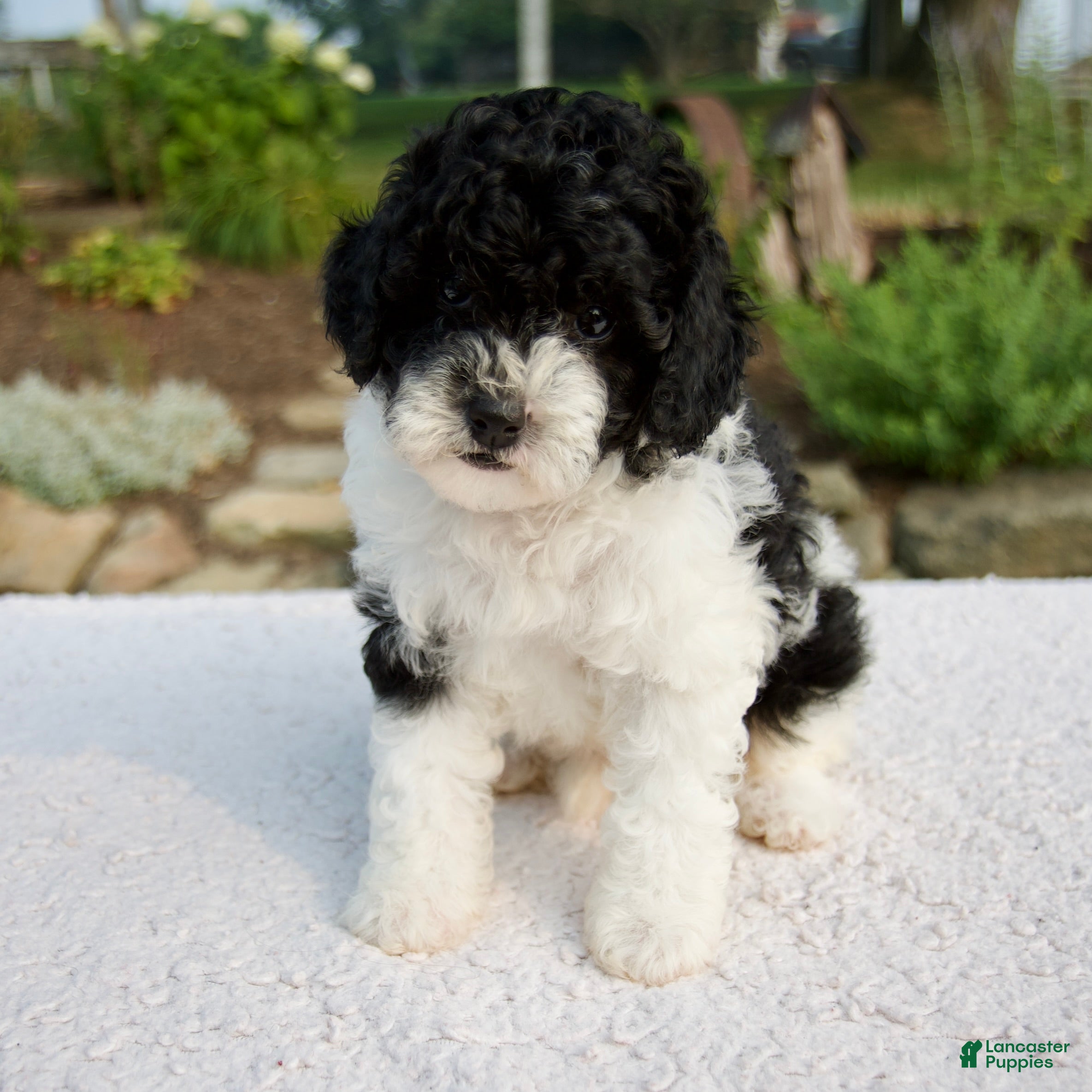 Cavapoo dogs Basil - Ad 1