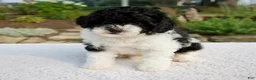 Cavapoo dogs for sale: Basil - Ad 1