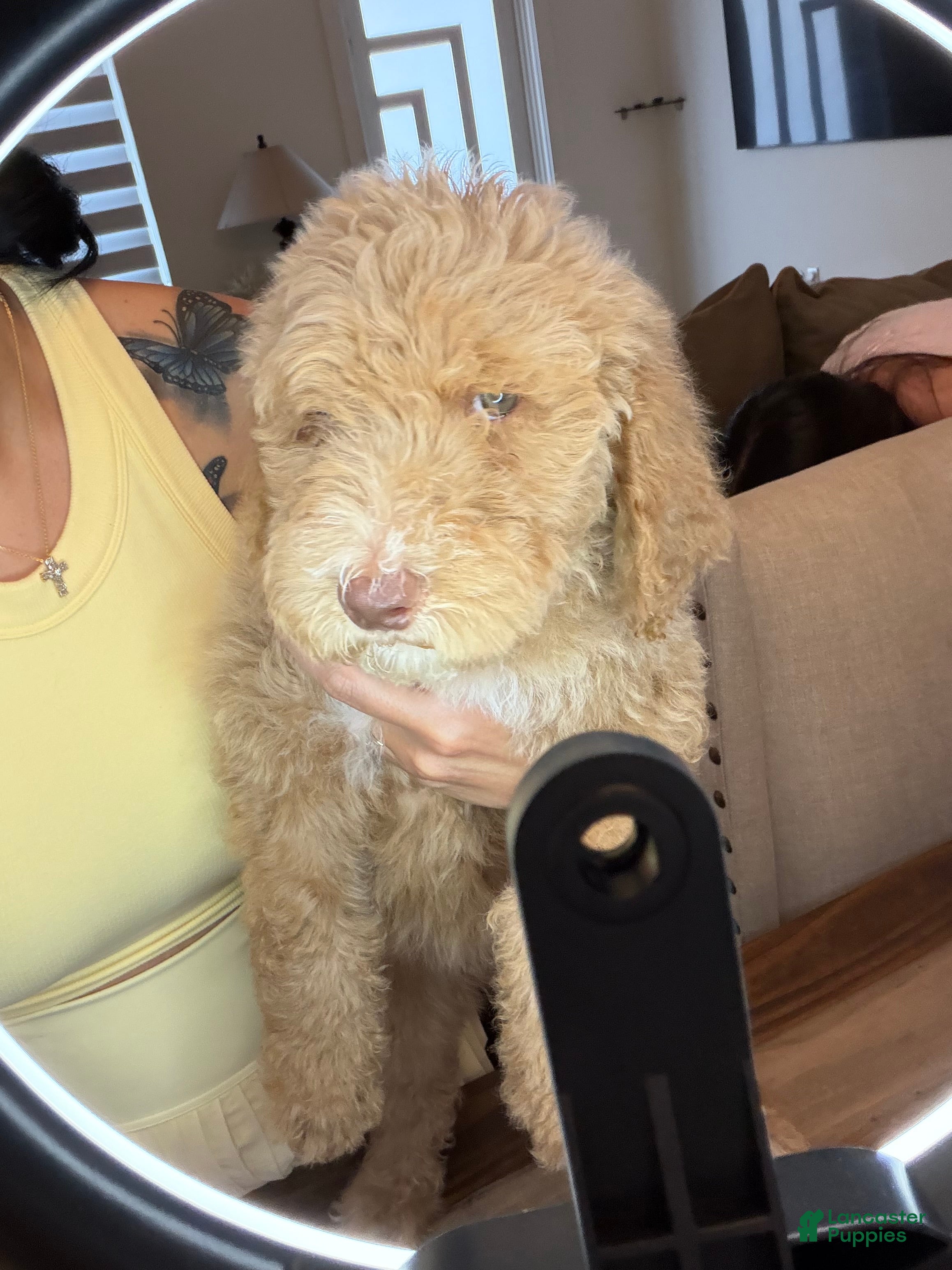Goldendoodle dogs Goldendoodle Puppy 4 - Ad 1