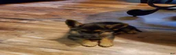 German Shepherd dogs for sale: Yellow Male - Ad 6