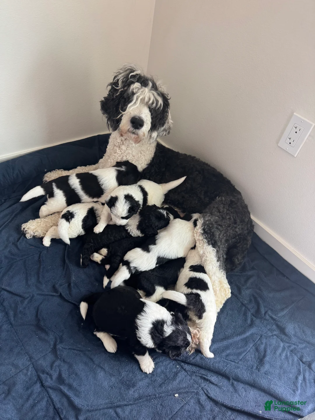 Mixed Breed dogs for sale: Mixed Breed Puppy 5 - Ad 4