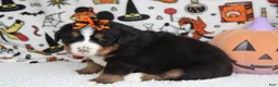 Bernese Mountain Dog dogs for sale: Cagney  - Ad 8
