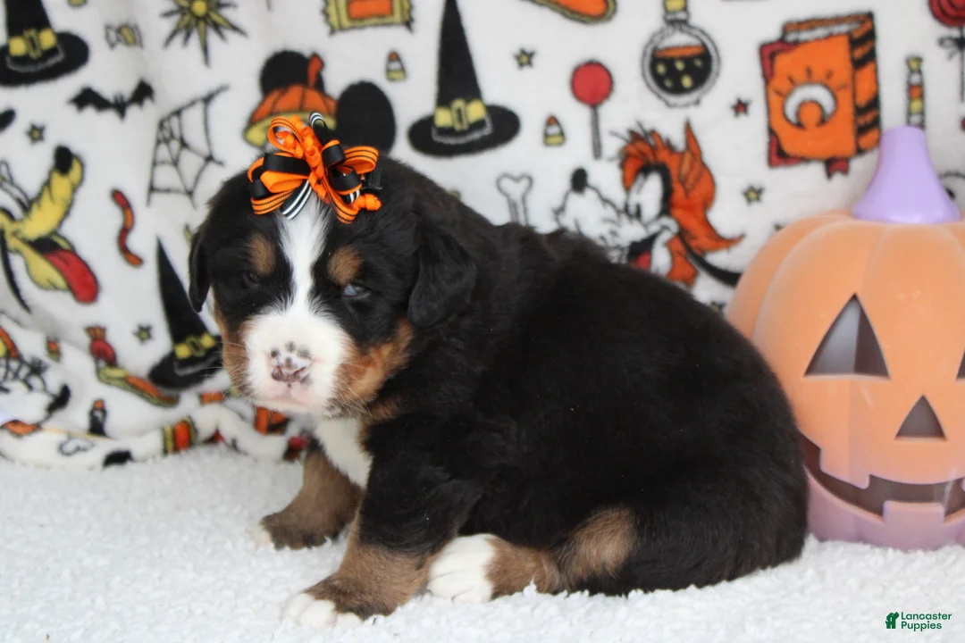 Bernese Mountain Dog dogs for sale: Cagney  - Ad 8