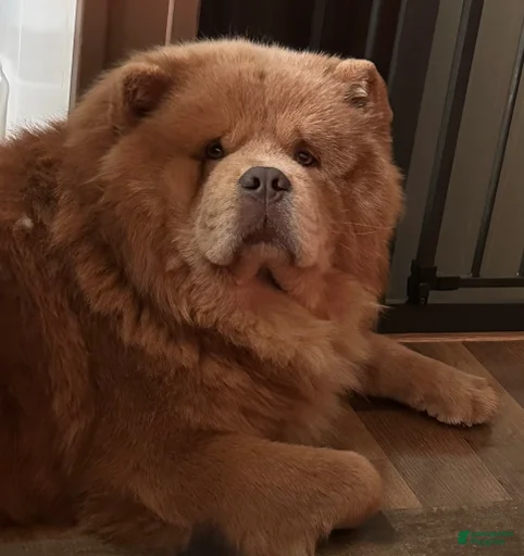 Gallery Image {{count}}