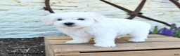 Mixed Breed dogs for sale: Ethan - Ad 1