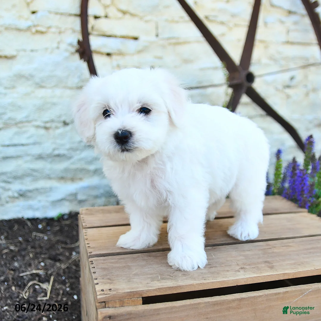 Mixed Breed dogs for sale: Ethan - Ad 1