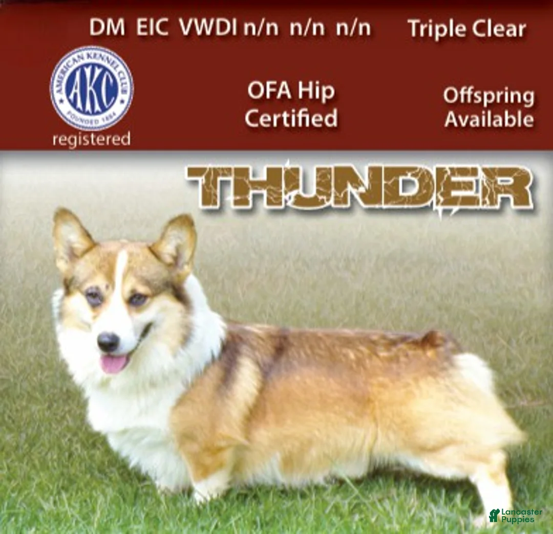 Welsh Corgi Pembroke dogs for sale: Bingo - Ad 5