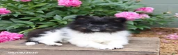 Pomeranian dogs for sale: Top Hat - Ad 1