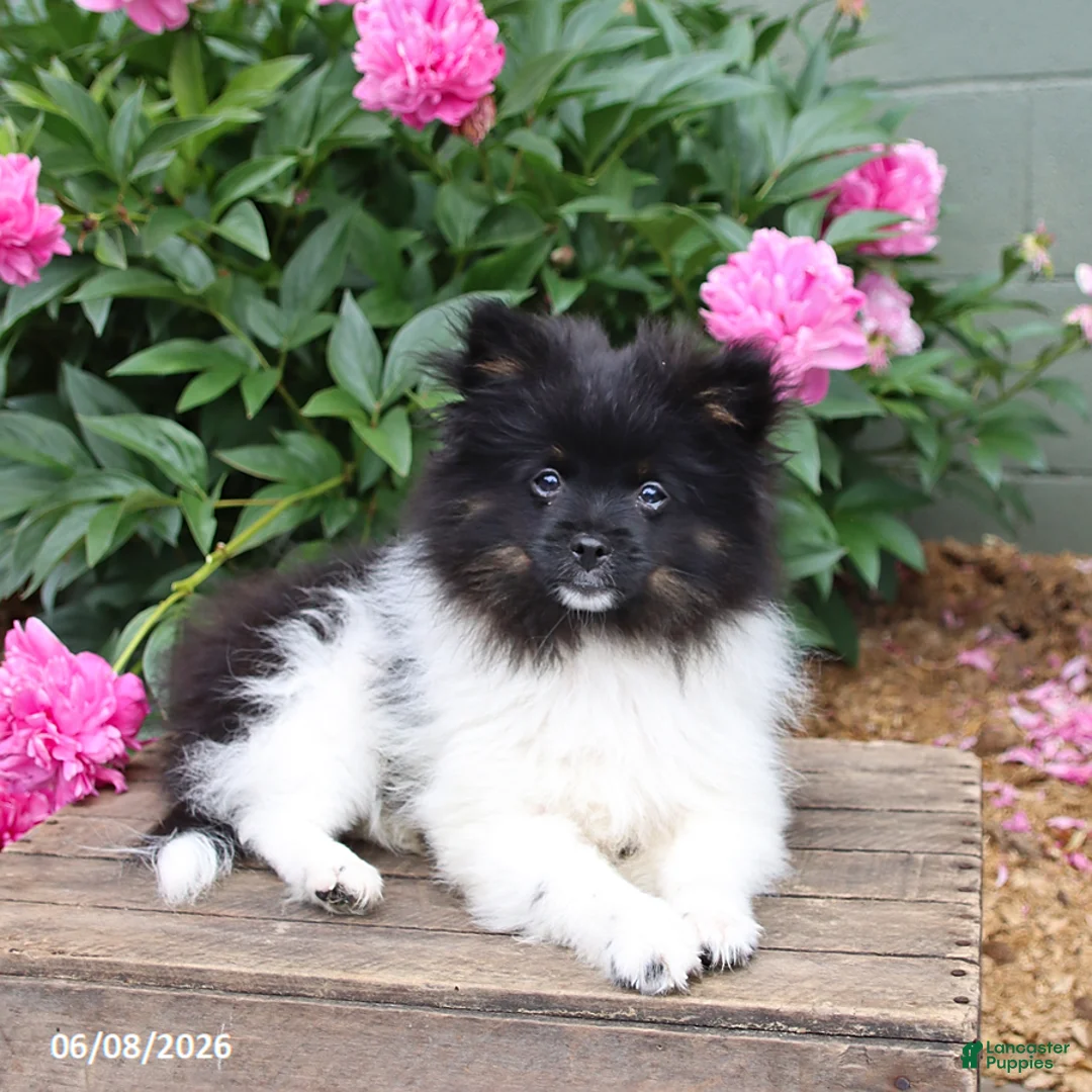Pomeranian dogs for sale: Top Hat - Ad 1