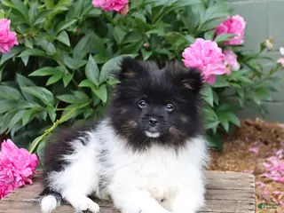 Pomeranian dogs for sale: Top Hat - Ad 2