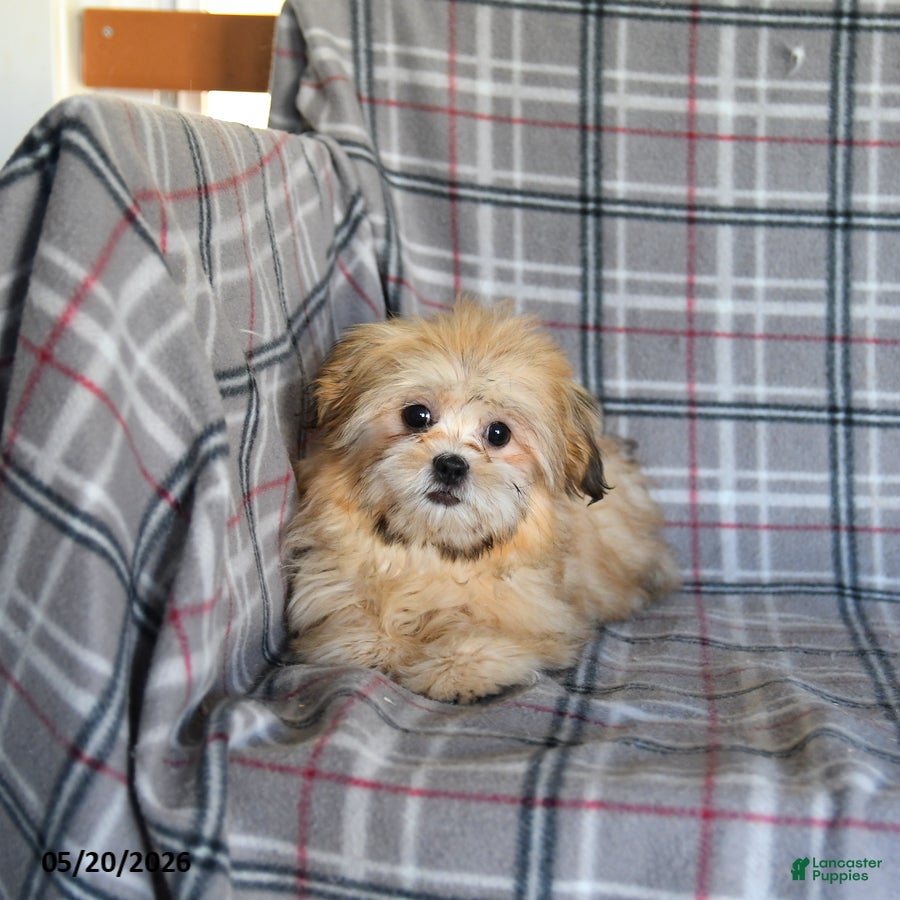 Shih Tzu dogs Zachary - Ad 2