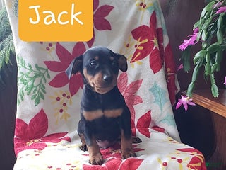 Miniature Pinscher dogs Jack - Ad 7