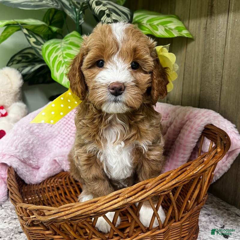 Mini Goldendoodle dogs Zulu (Miniature Girl) - Ad 4