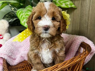 Mini Goldendoodle dogs Zulu (Miniature Girl) - Ad 36