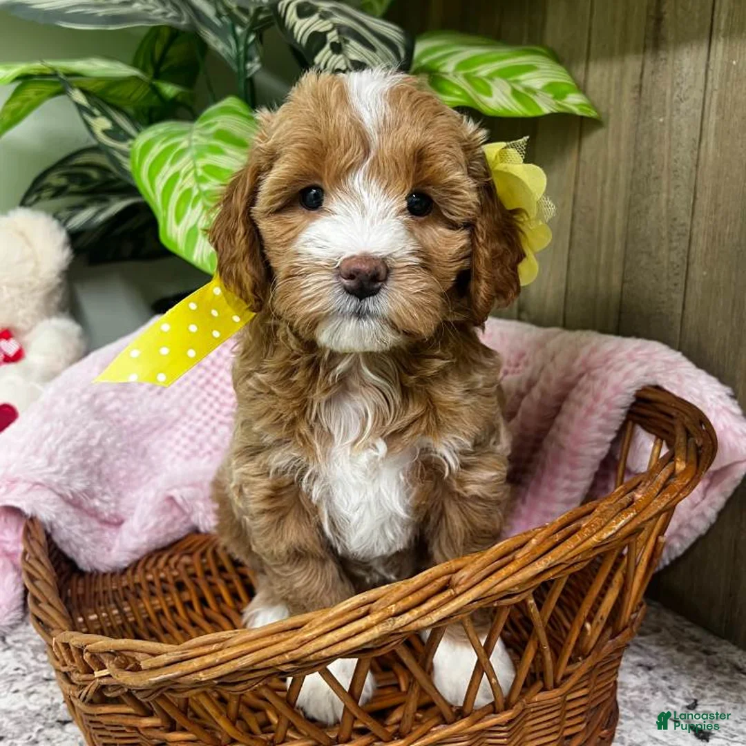 Mini Goldendoodle dogs for sale: Zulu (Miniature Girl) - Ad 1