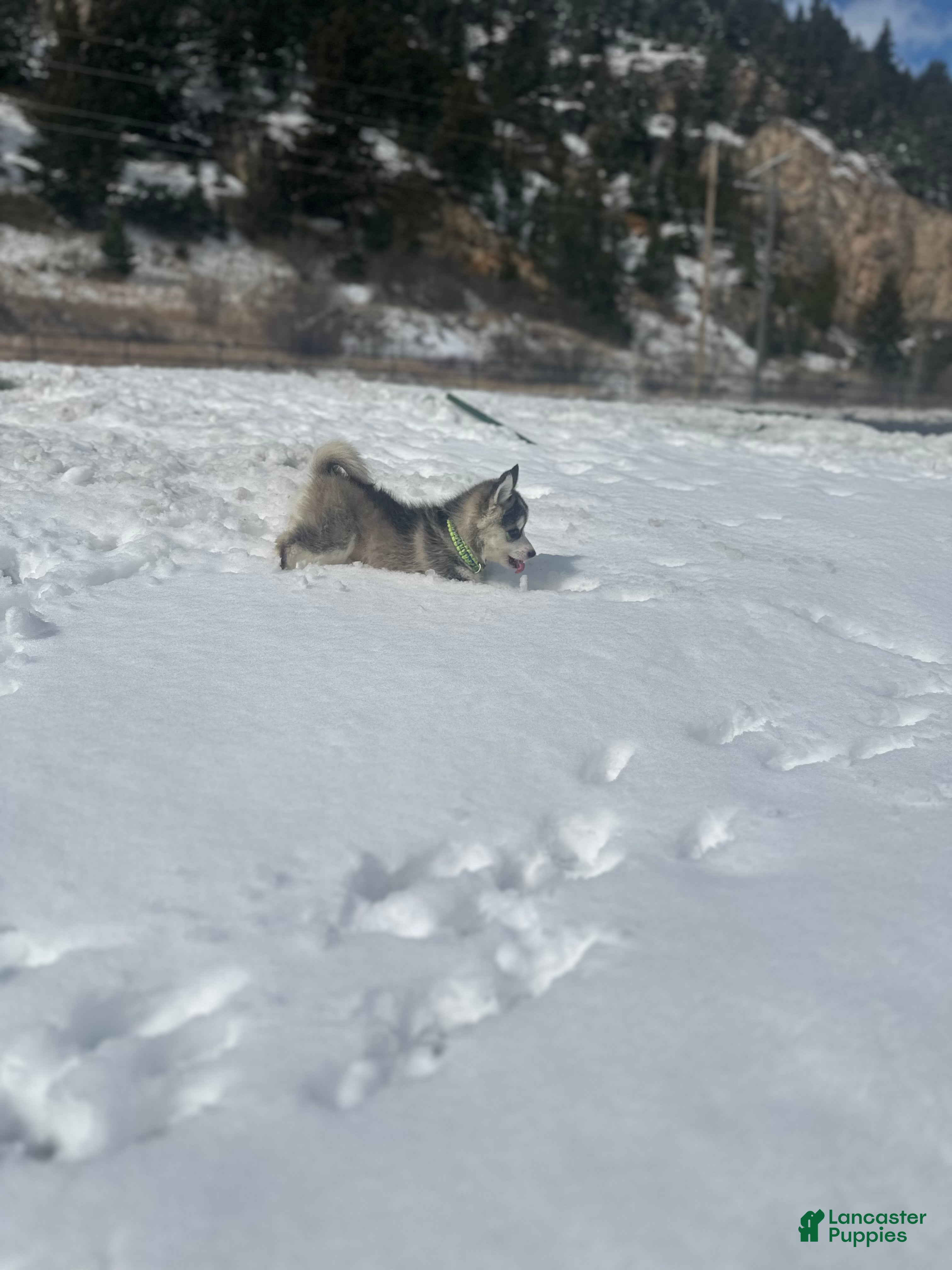 Pomsky dogs Pomsky Puppy 2 - Ad 1