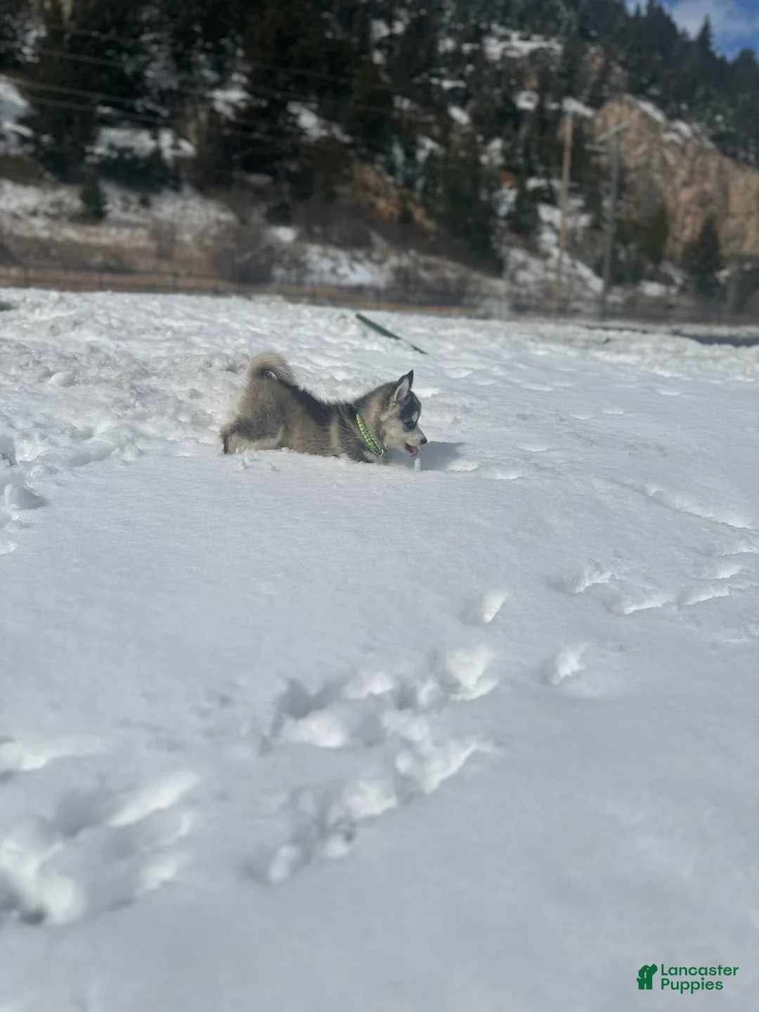 Pomsky dogs for sale: Pomsky Puppy 2 - Ad 1