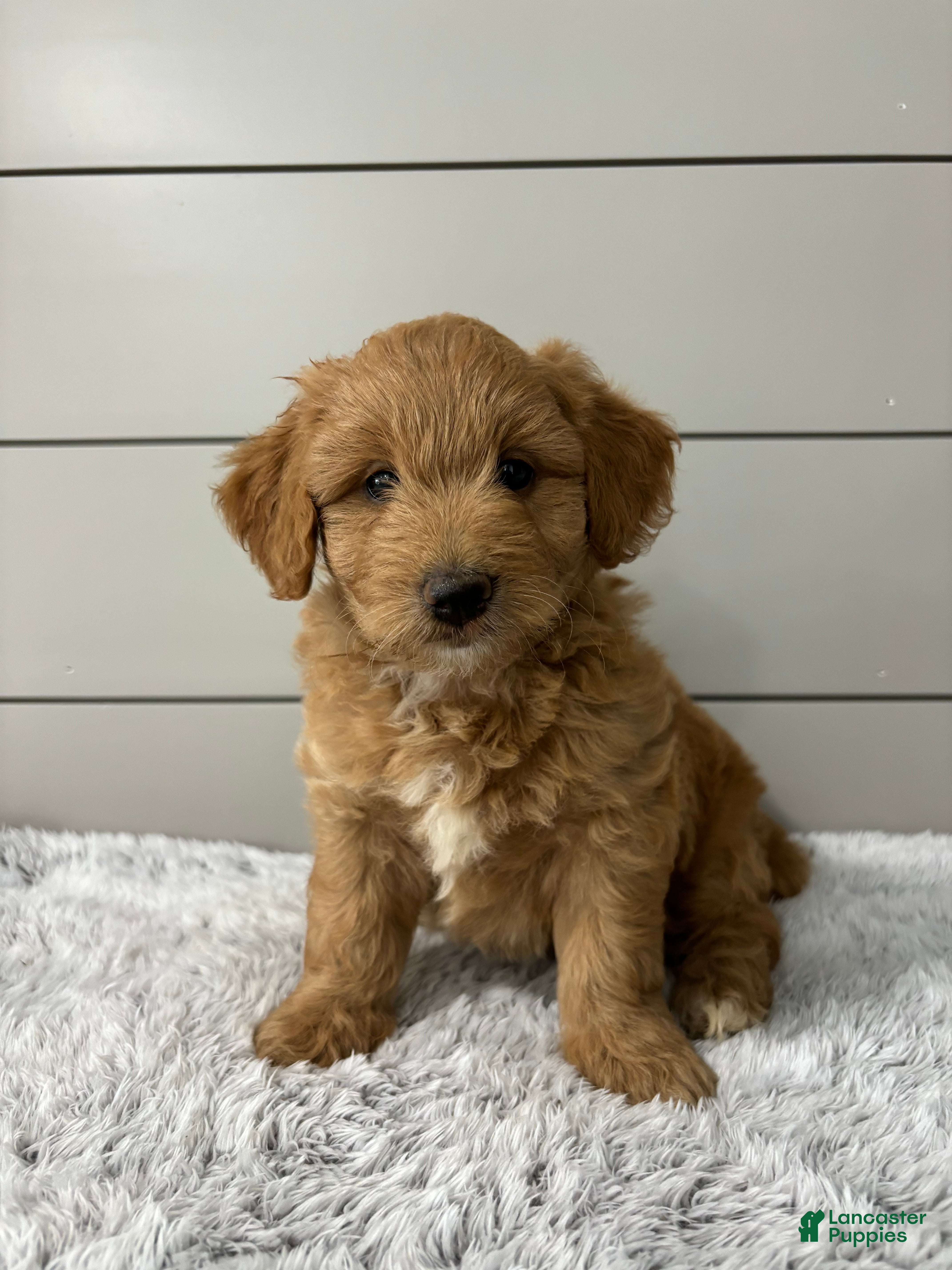 Mini Goldendoodle dogs Bella - Ad 1
