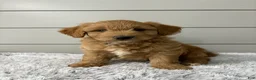 Mini Goldendoodle dogs for sale: Bella - Ad 1