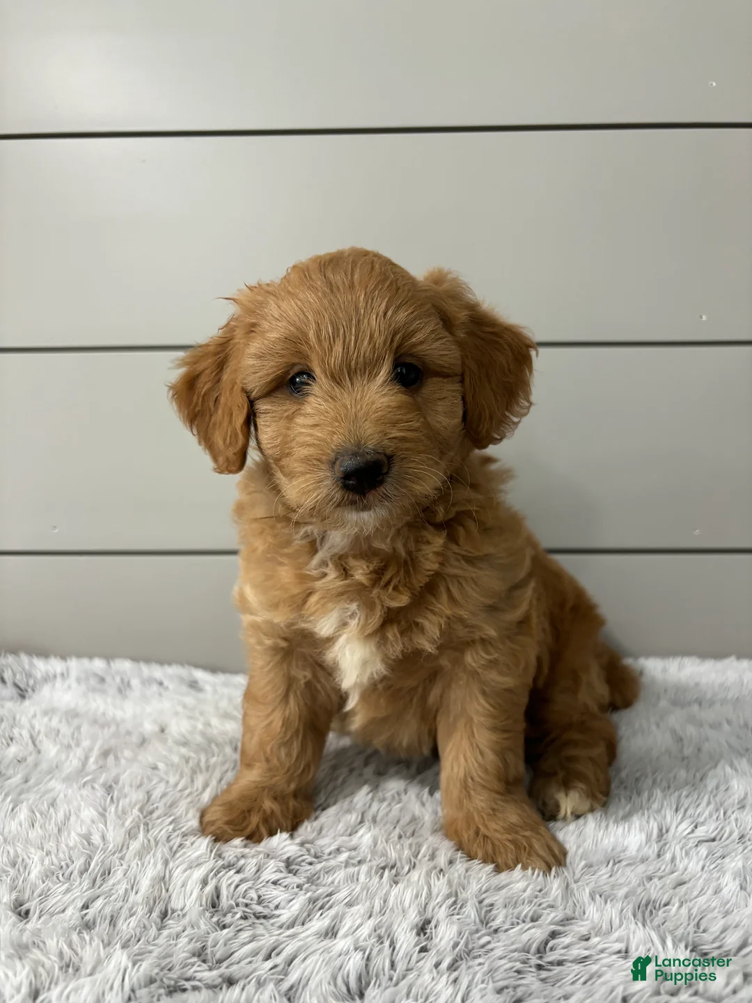 Mini Goldendoodle dogs for sale: Bella - Ad 1