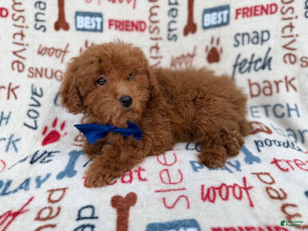 Miniature Poodle dogs for sale: Lego - Ad 7