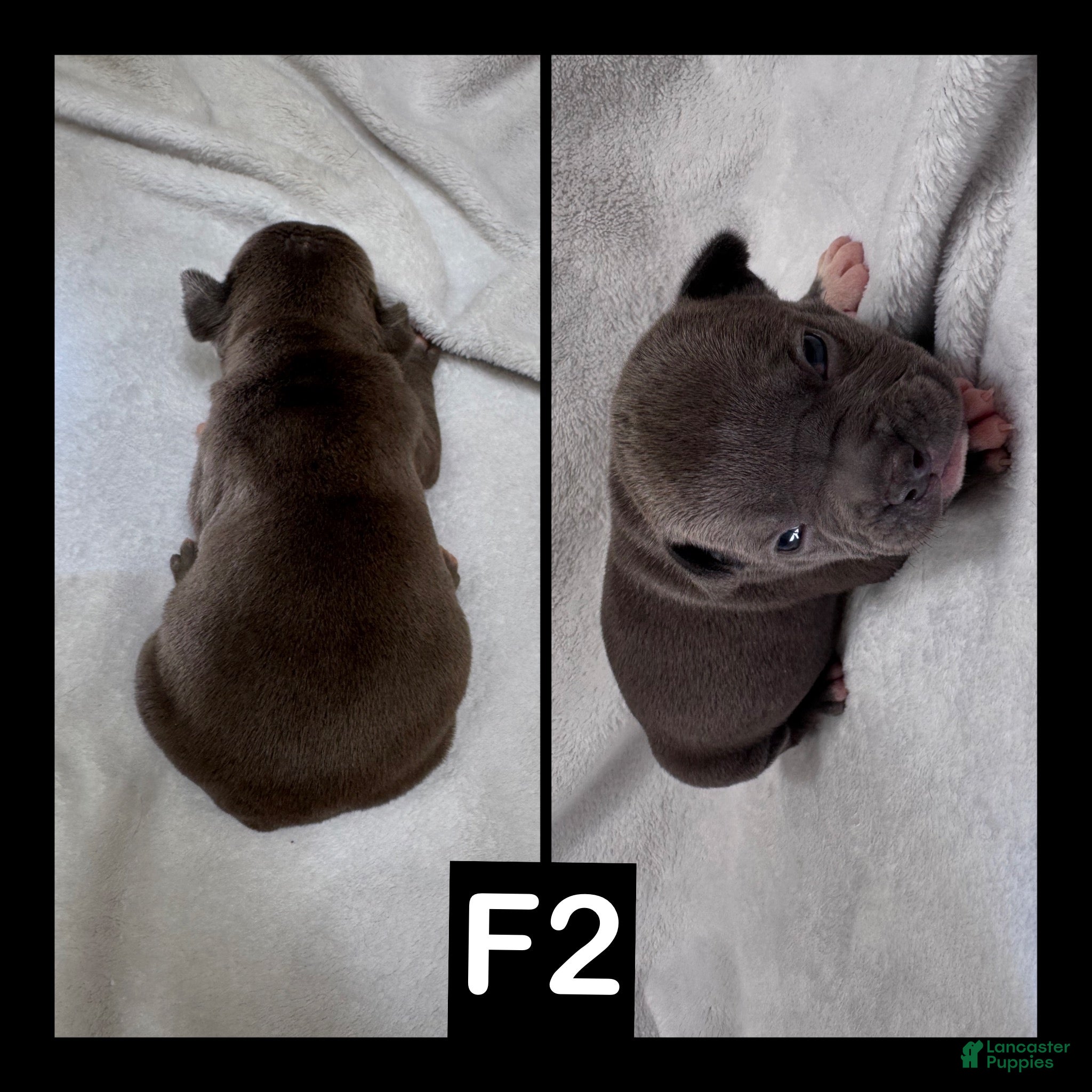 American Bully dogs Female 2 - Ad 7