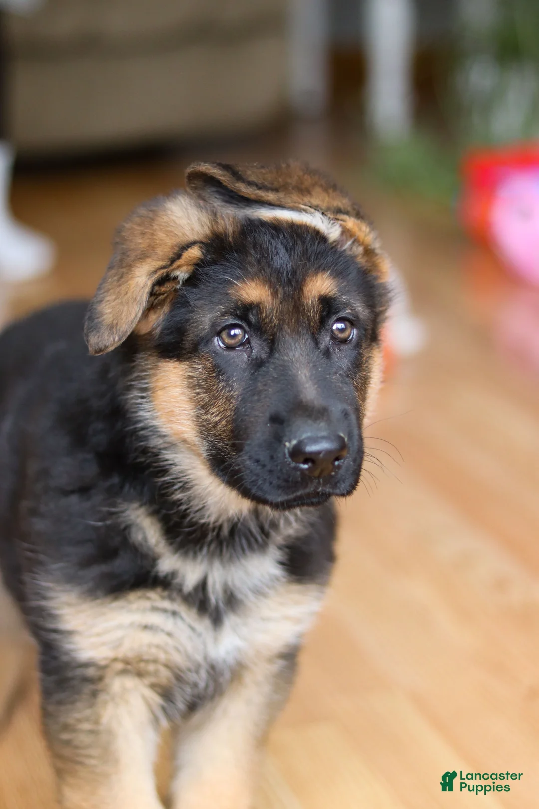 German Shepherd dogs for sale: Benson - Ad 6