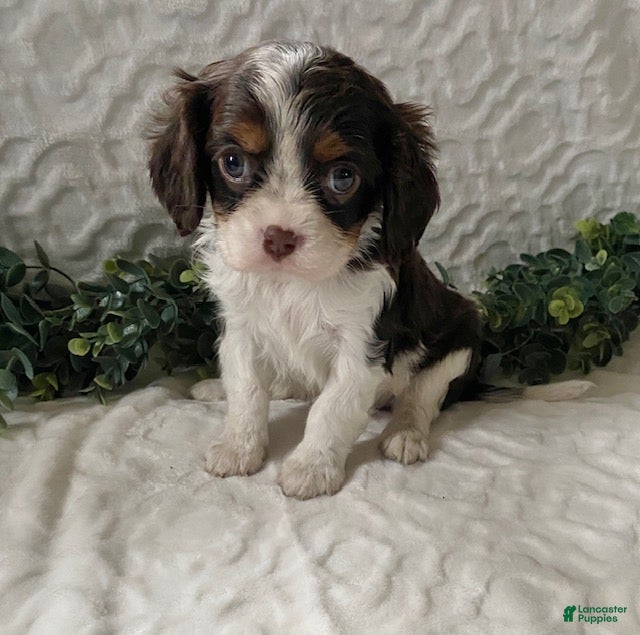 Cavalier King Charles Spaniel dogs Gus- Chocolate tricolor - Ad 32