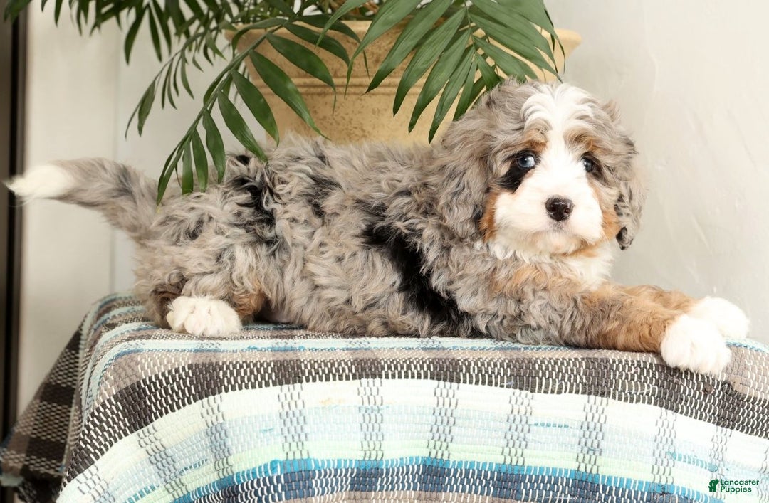 Mini Bernedoodle dogs for sale: Snoop - Ad 4