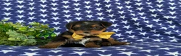 Shorkie dogs for sale: Mackey Hypoallergenic - Ad 5
