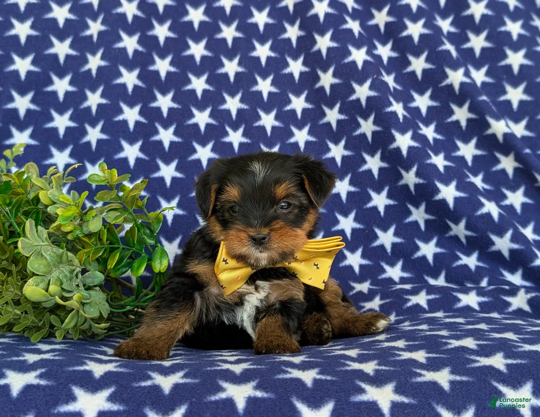 Shorkie dogs for sale: Mackey Hypoallergenic - Ad 5