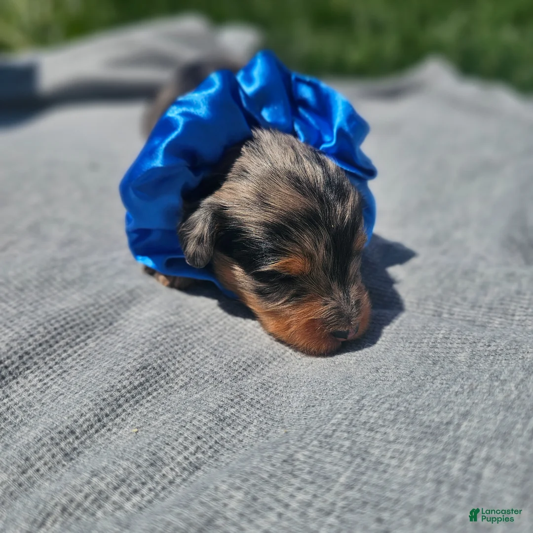Cavapoo dogs for sale: Sparkler - Ad 1