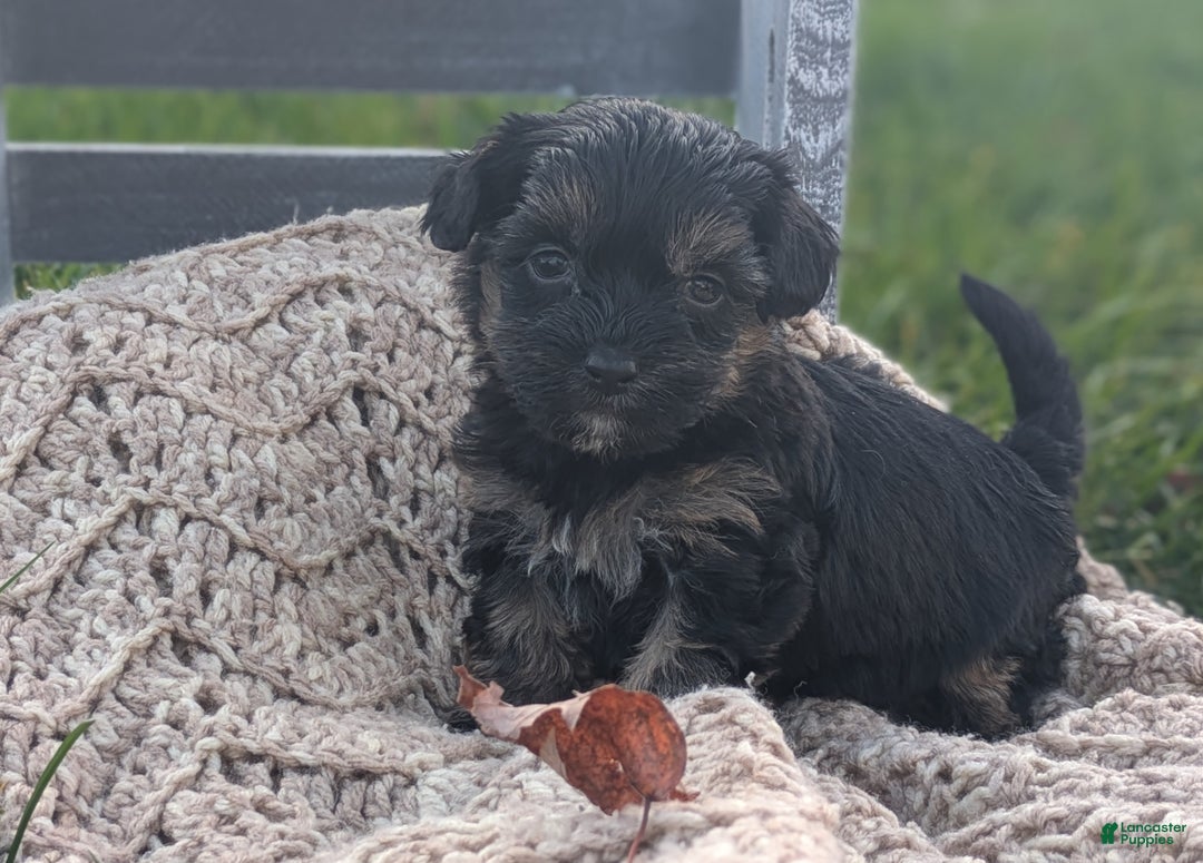 Havapoo dogs for sale: Wren - Ad 4