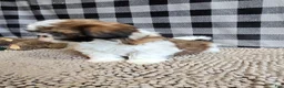 Shih Tzu dogs for sale: Marcus - Ad 4