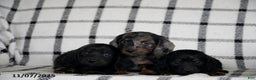 Miniature Dachshund dogs for sale: Snuggles   - Ad 5