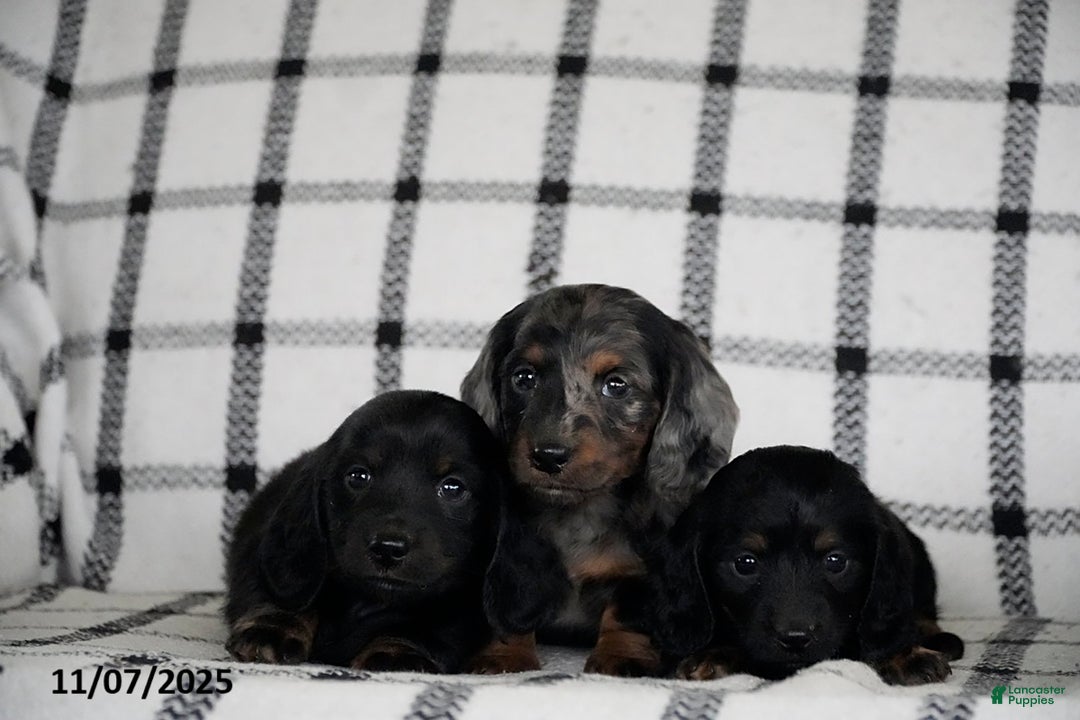 Miniature Dachshund dogs for sale: Snuggles   - Ad 5