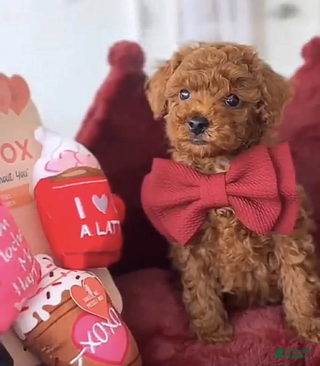 Toy Poodle dogs for sale: June - Ad 1