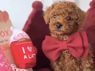 Toy Poodle dogs June - Ad 14