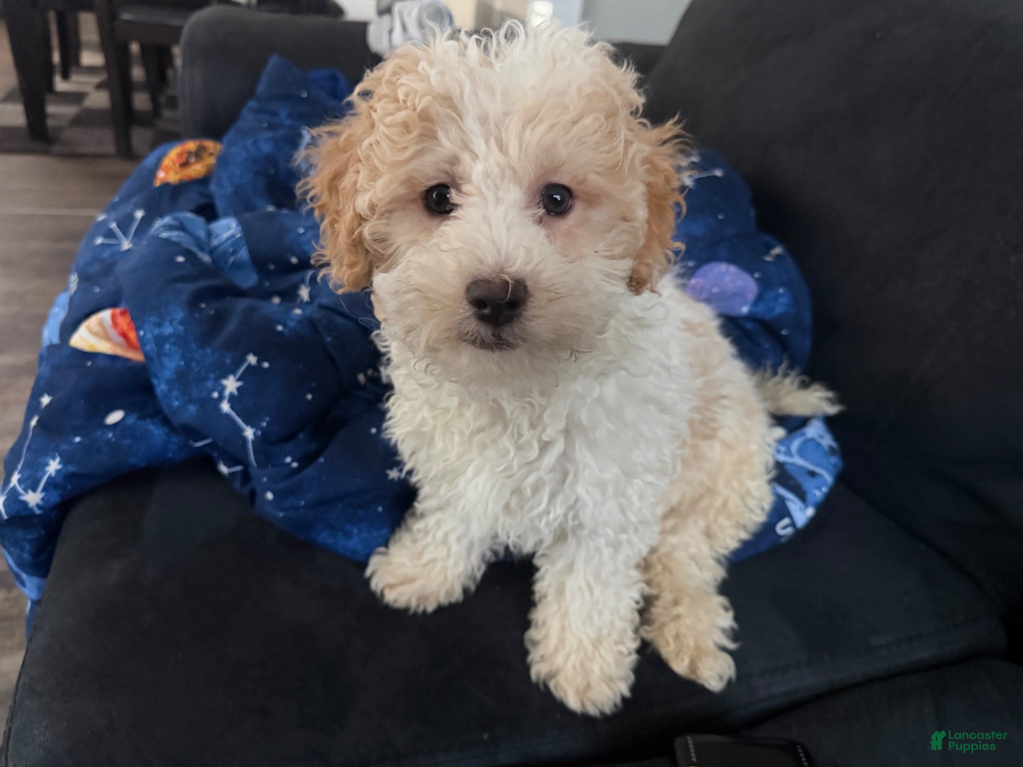 Mini Goldendoodle dogs Mini Goldendoodle Puppy 2 - Ad 2
