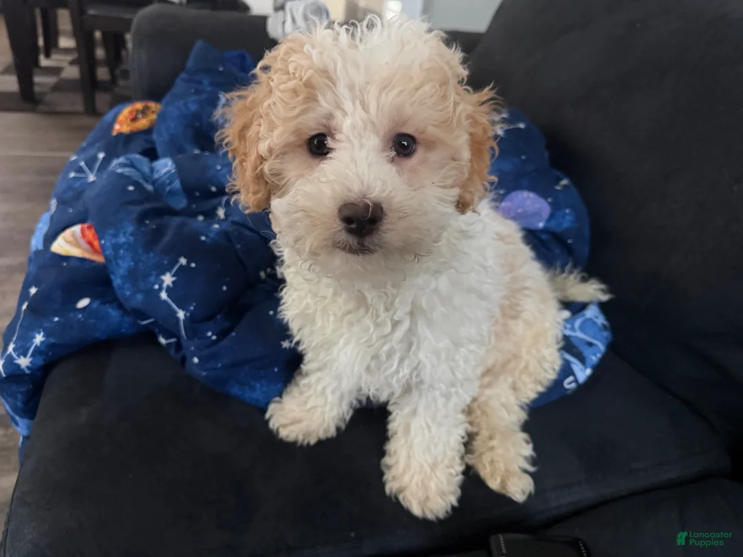 Mini Goldendoodle dogs for sale: Mini Goldendoodle Puppy 2 - Ad 2