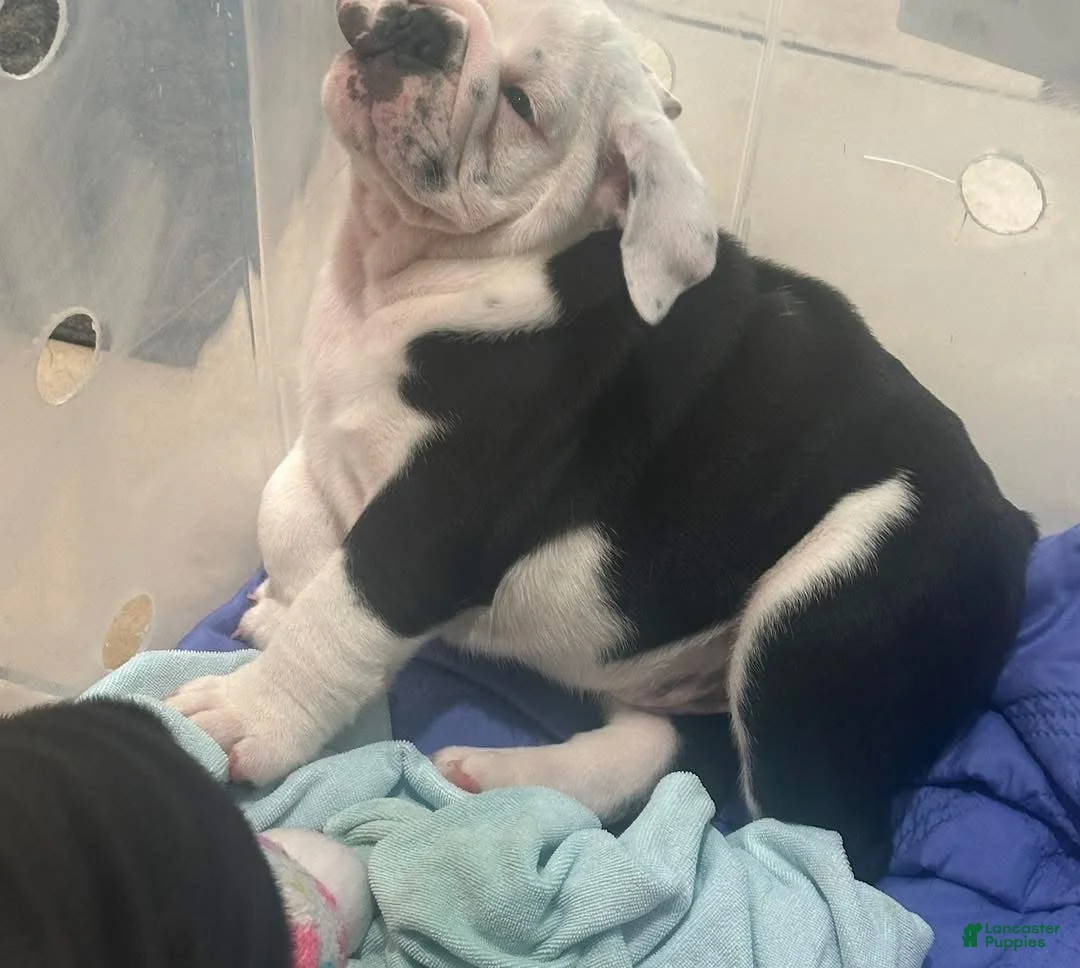 English Bulldog dogs for sale: English Bulldog 1 - Ad 2