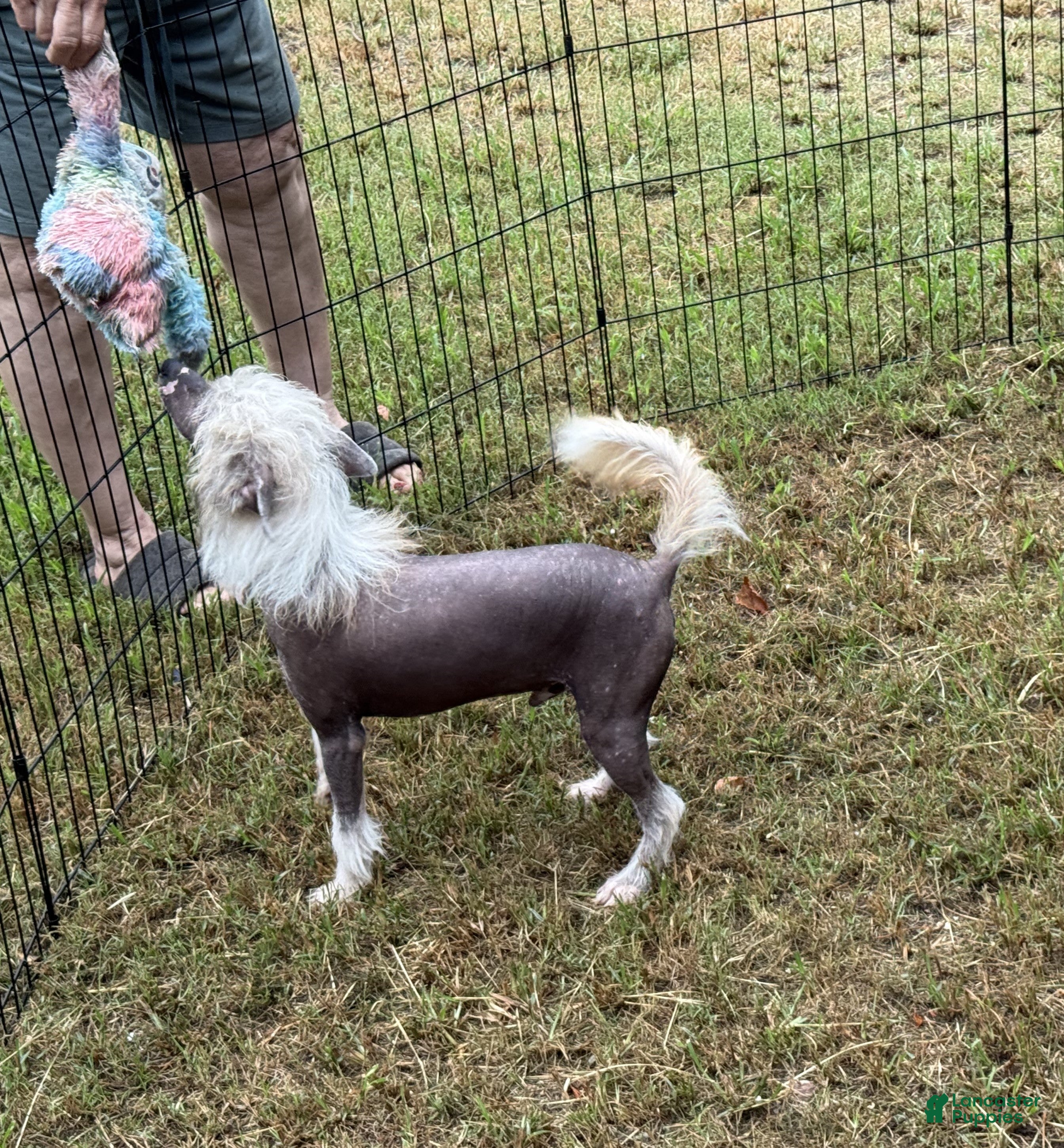 Chinese Crested dogs Chinese Crested 1 - Ad 2