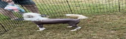 Chinese Crested dogs for sale: Chinese Crested 1 - Ad 2