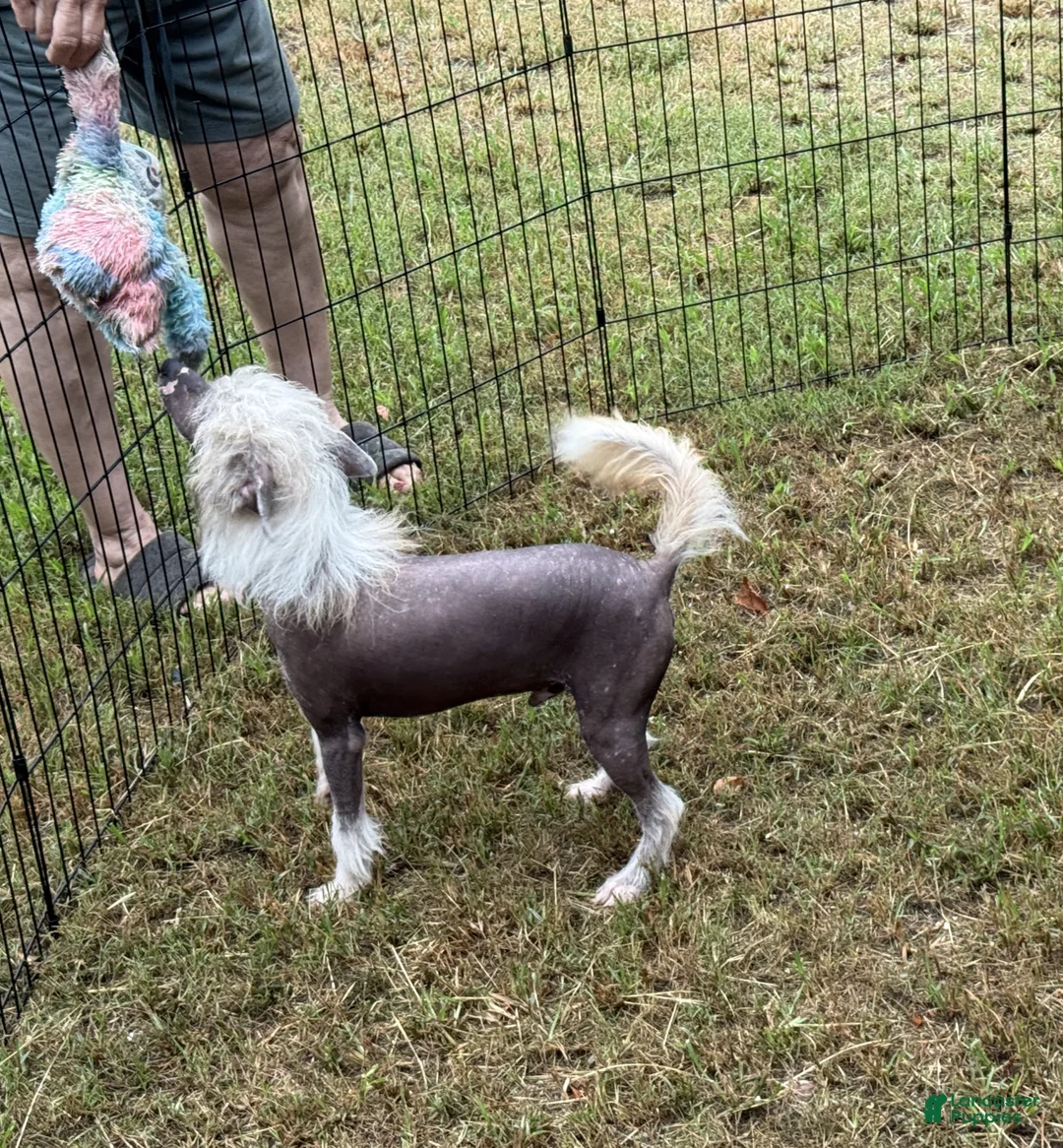 Chinese Crested dogs for sale: Chinese Crested 1 - Ad 2