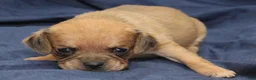 Puggle dogs for sale: Yoda - Ad 1