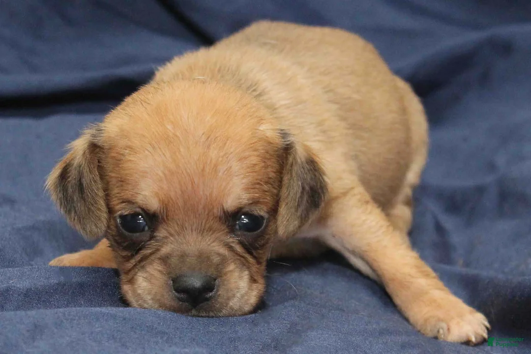 Puggle dogs for sale: Yoda - Ad 1