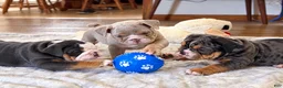 English Bulldog dogs for sale: Blue Blaze - Ad 7