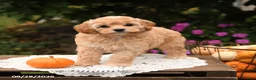 Cockapoo dogs for sale: Tika - Ad 3